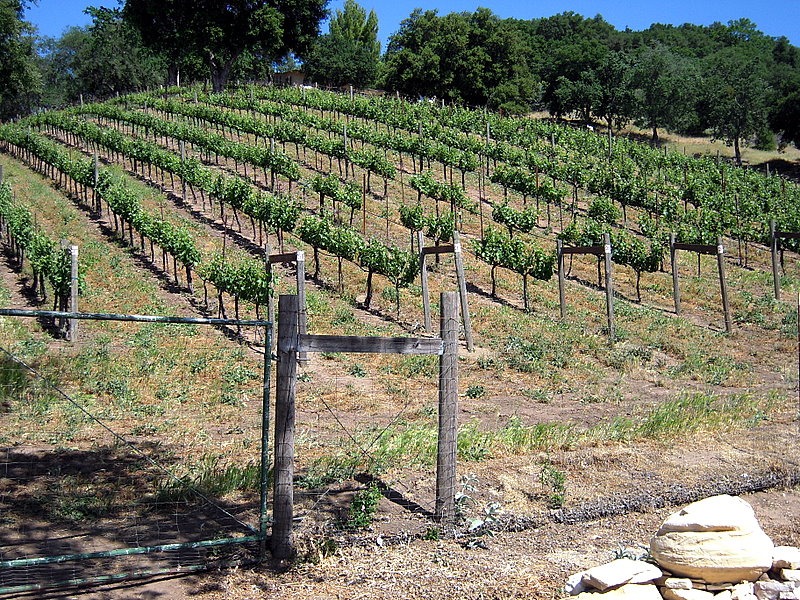 lovely hilly Adelaida vineyard