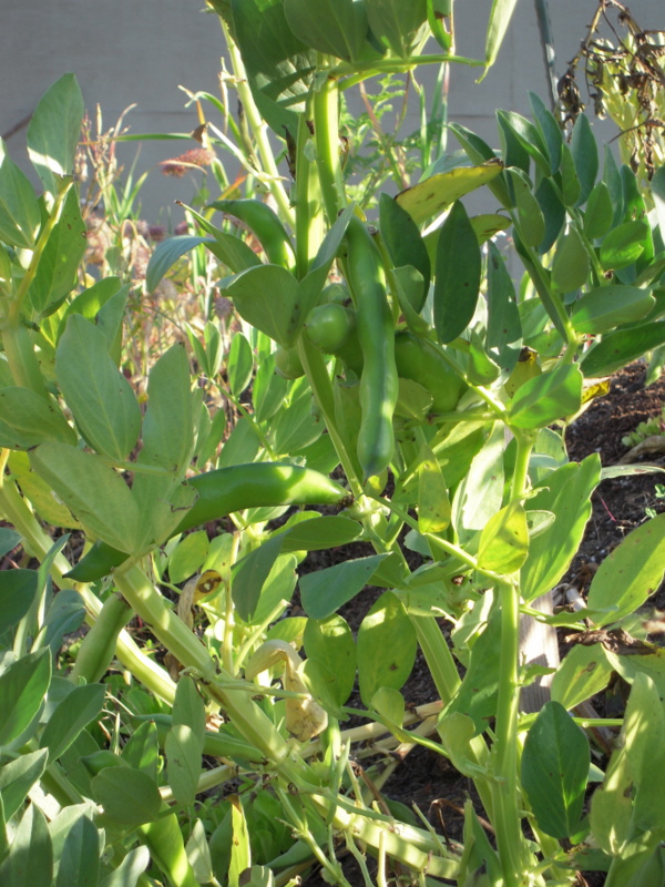 fava plant growing in the pseudo-Japanese garden