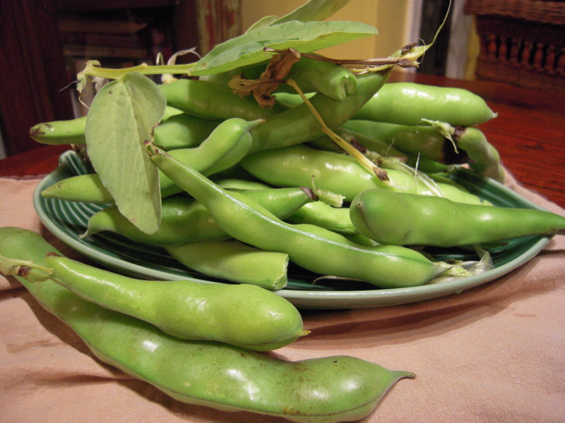 raw-fava