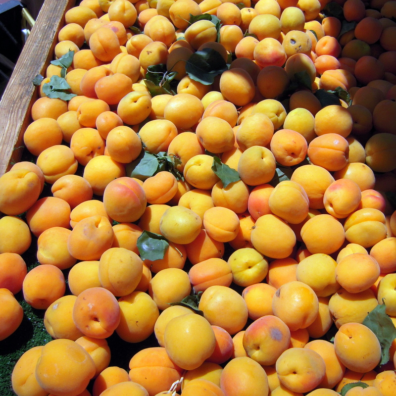 freshly picked apricots