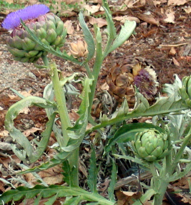 blooming decorative artichoke