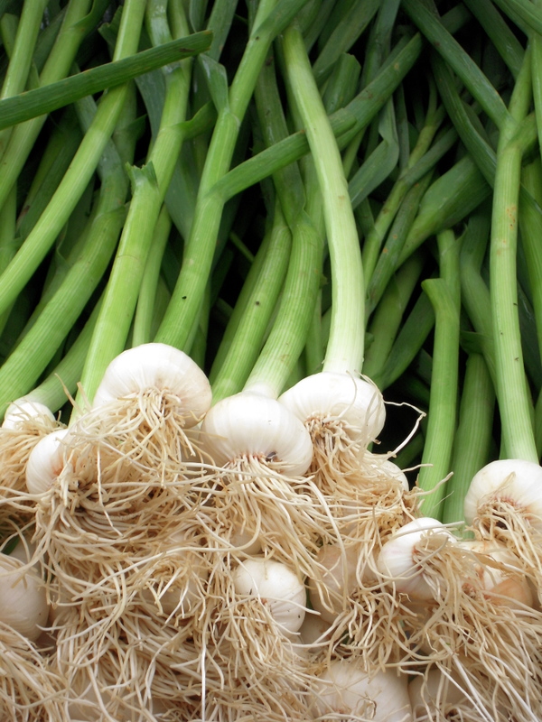 exotic spring onions