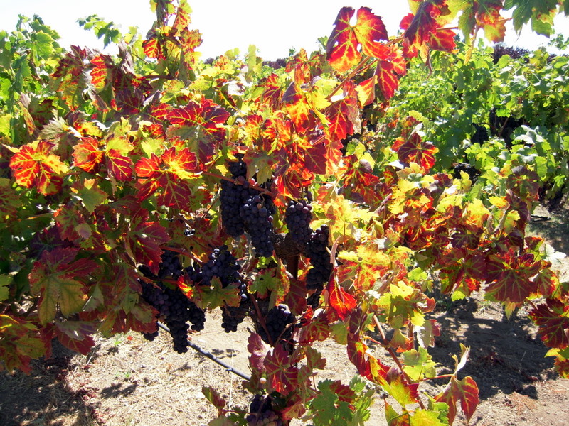 fall grapevines, WOW!